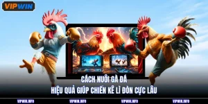 Cách Nuôi Gà Đá Hiệu Quả Giúp Chiến Kê Lì Đòn Cực Lâu
