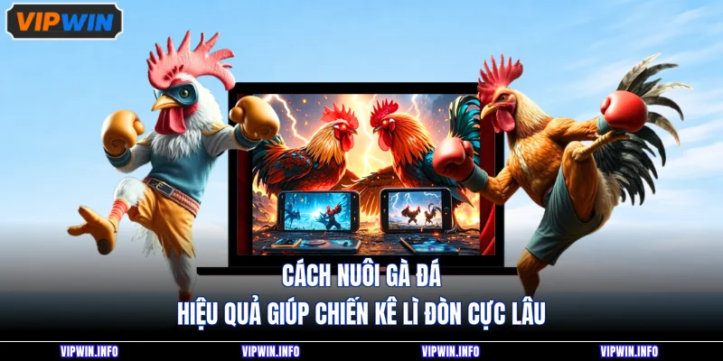 Cách Nuôi Gà Đá Hiệu Quả Giúp Chiến Kê Lì Đòn Cực Lâu 1 Cách Nuôi Gà Đá Hiệu Quả Giúp Chiến Kê Lì Đòn Cực Lâu