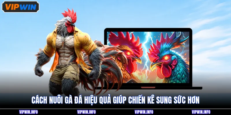 Cách Nuôi Gà Đá Hiệu Quả Giúp Chiến Kê Lì Đòn Cực Lâu 2 Cách nuôi gà đá hiệu quả giúp chiến kê sung sức hơn