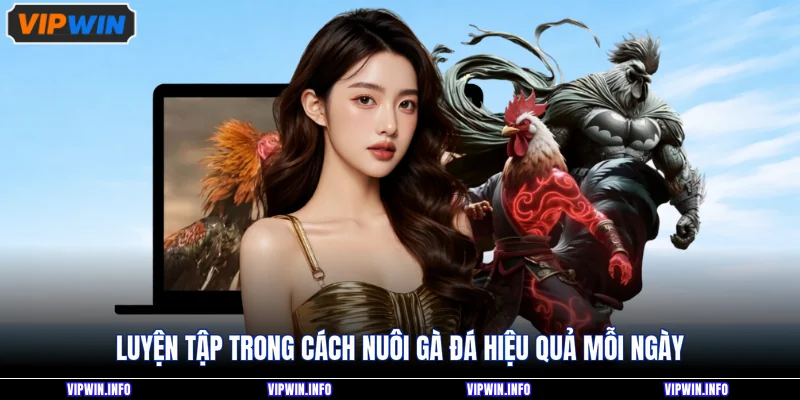 Cách Nuôi Gà Đá Hiệu Quả Giúp Chiến Kê Lì Đòn Cực Lâu 4 Luyện tập trong cách nuôi gà đá hiệu quả mỗi ngày